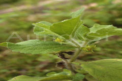 Acanthospermum hispidum